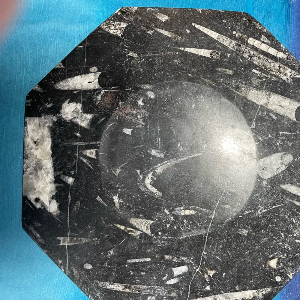 Orthoceras plate